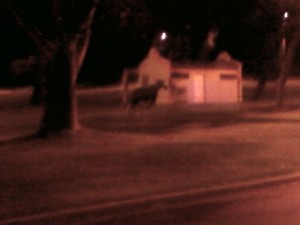 objects in the image are more moose-like than they appear